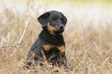 BEAUCERON - PUPPIES 132